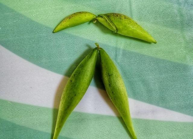 这种野果，含钙量比牛奶高，有机会见到，别错过