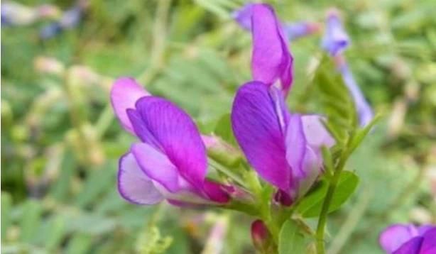 在农村种植沙苑子能赚钱吗图2