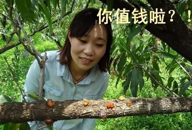 桃胶有什么用？