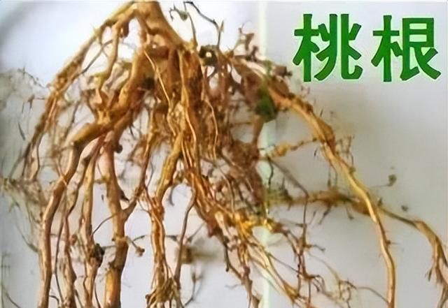 桃胶有什么用？