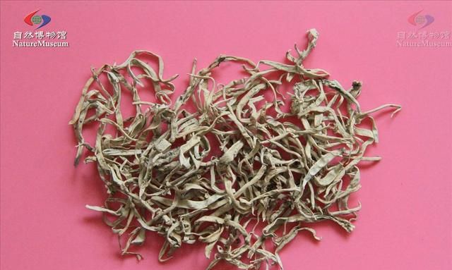 雪茶，见过吗？能清热解渴，醒脑安神