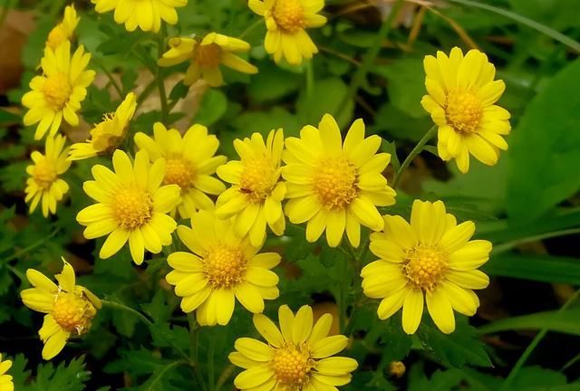 中药材野菊