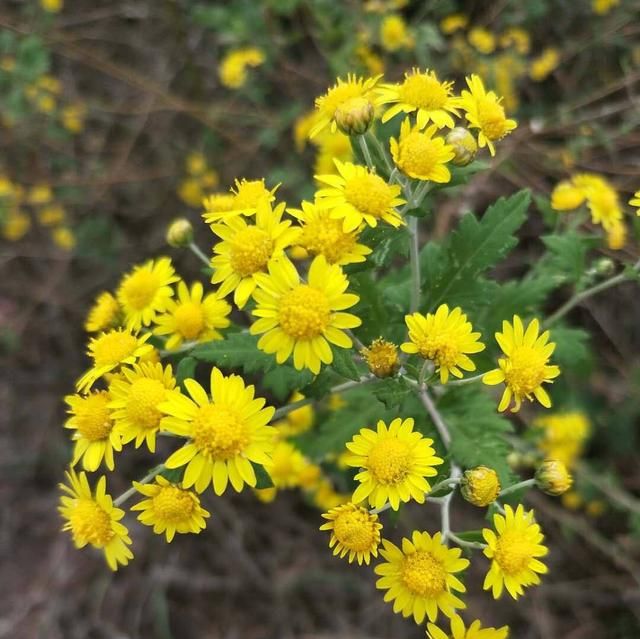 中药材野菊