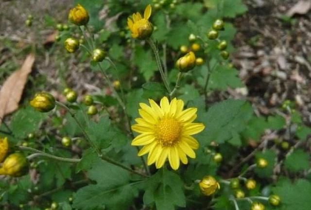 中药材野菊
