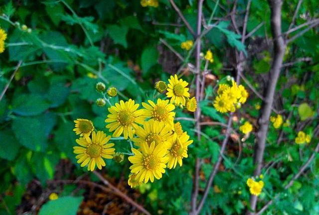中药材野菊