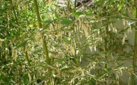 在乡下野外的竹子上生长的竹米有什么作用呢