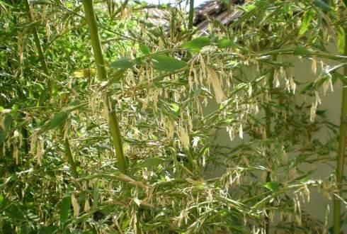 在乡下野外的竹子上生长的竹米有什么作用呢图1