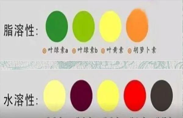 茶色素的功效与作用是什么(幽合坊茶色素的功效与作用)图3