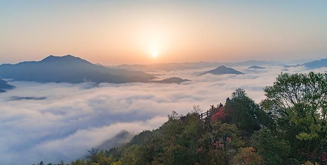 霍山石斛：一株秀出满园春