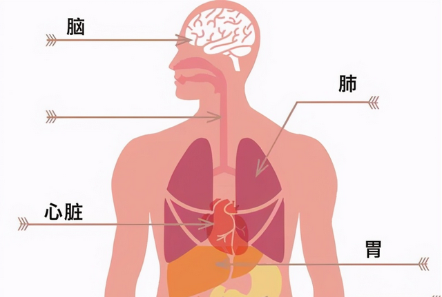 燕窝的功效是真是假？弄懂这些问题可以免交智商税