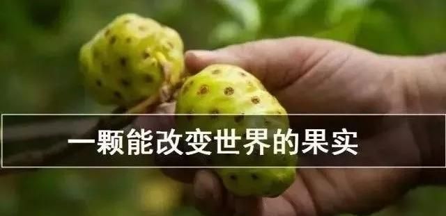 诺丽果含有哪些“神奇”成分，可以有那么多保健功能？