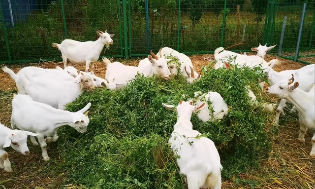 四大优质高蛋白牧草，你认识几个？喂牛羊、猪、家禽都能种