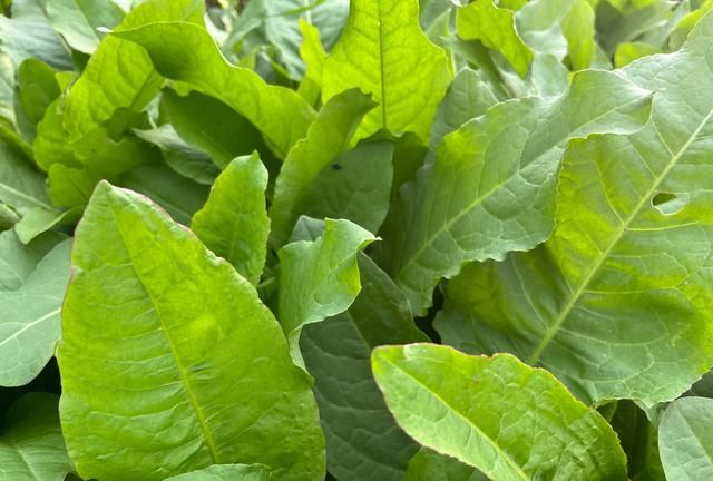 四大优质高蛋白牧草，你认识几个？喂牛羊、猪、家禽都能种