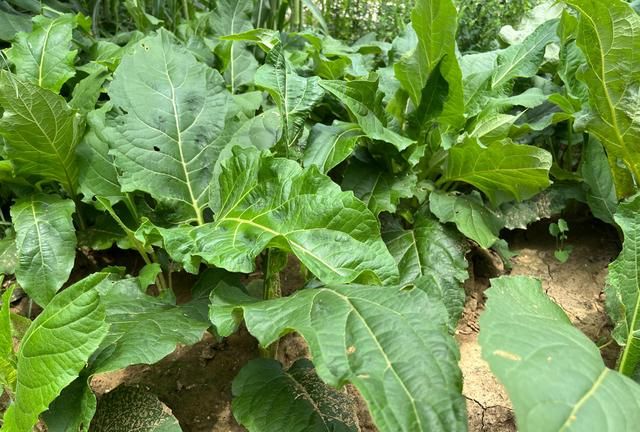 四大优质高蛋白牧草，你认识几个？喂牛羊、猪、家禽都能种