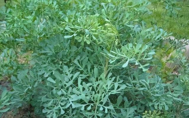 新冠病毒复袭凶，兰医芸香防疫毒