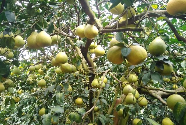 如何种植出又大又好吃的柚子图2