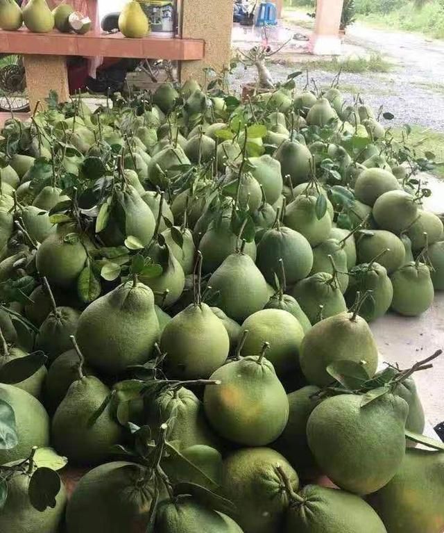 如何种植出又大又好吃的柚子图6