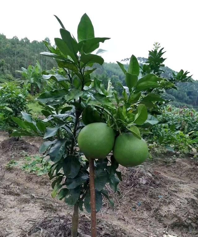 如何种植出又大又好吃的柚子图10