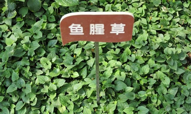 吃鱼腥草也会致癌？还能不能吃？现在告诉你真相