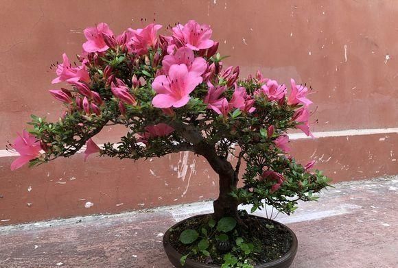 杜鹃花怎么回事根部开花(杜鹃花是什么原因造成的)图4