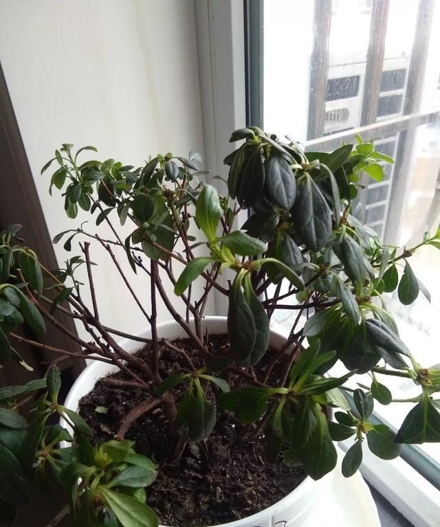 杜鹃花怎么回事根部开花(杜鹃花是什么原因造成的)图5