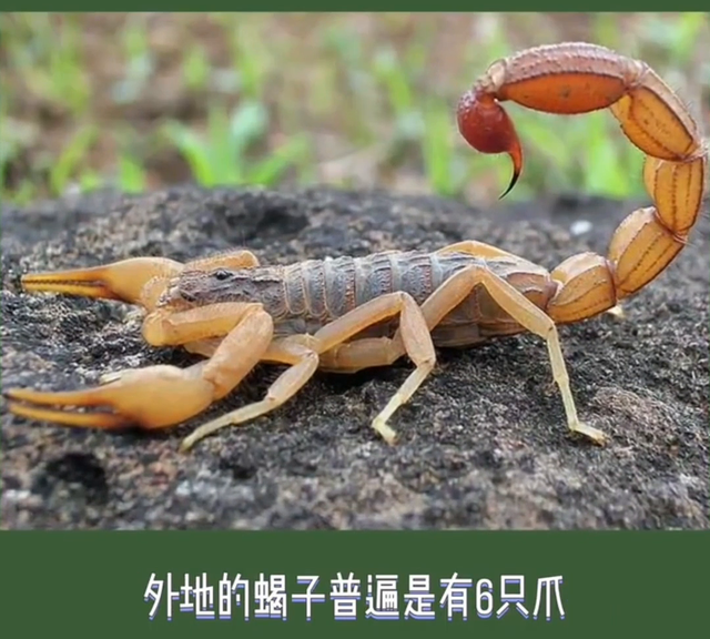 全蝎子是一味传统的名贵中药材。蝎子以全虫入药，有息风止...