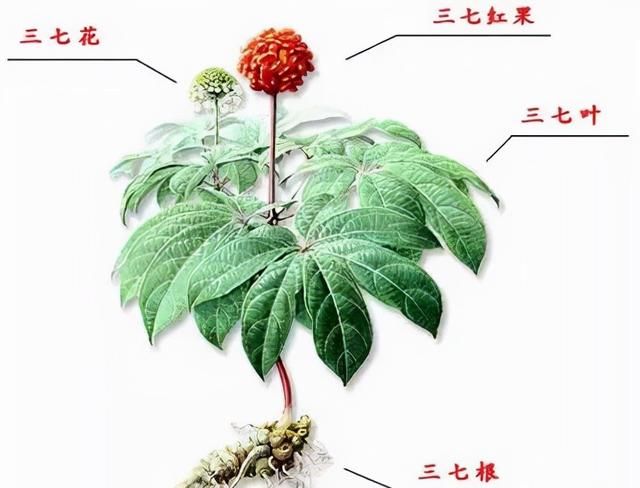 每日学习一味中药——三七