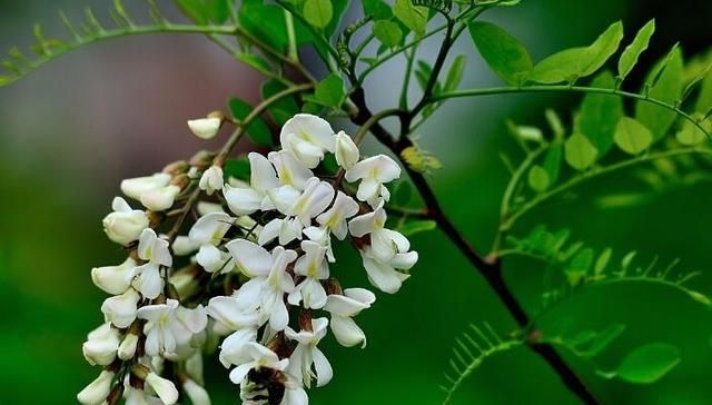 农村的槐花能当茶泡着喝吗图2