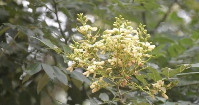 农村的槐花能当茶泡着喝吗图4