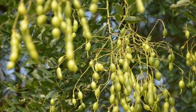 农村的槐花能当茶泡着喝吗图5