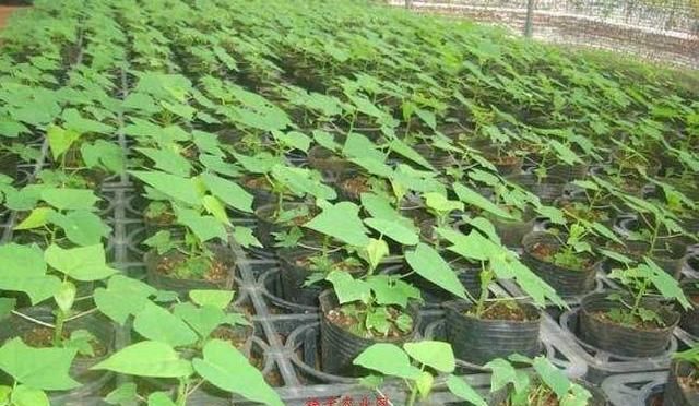 木瓜是怎样种植的(木瓜的种植方法和时间)图2