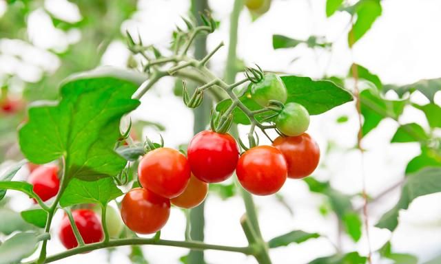 常吃西红柿究竟有何功效？生吃和熟吃哪个更养生？一文科普分析