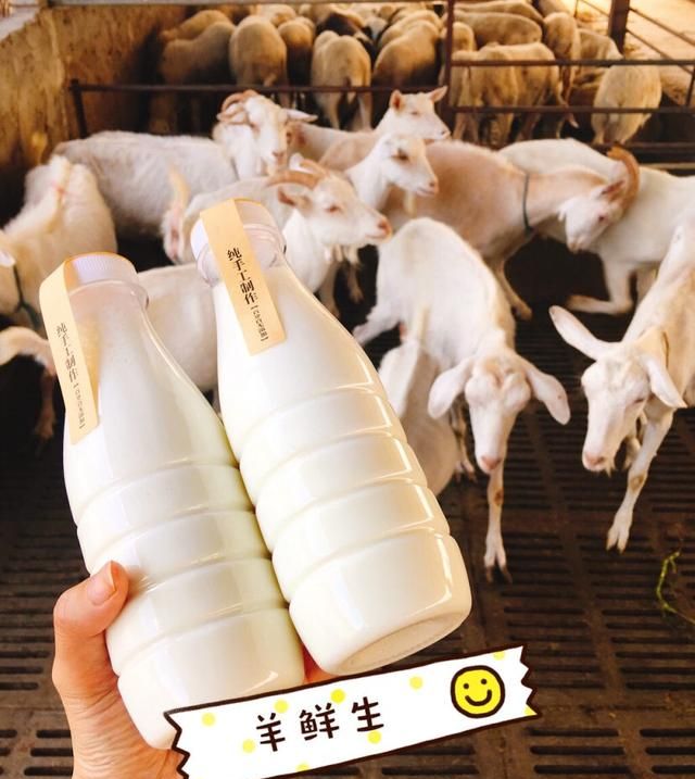 为什么有人说羊奶比别的奶好呢是真的吗图7