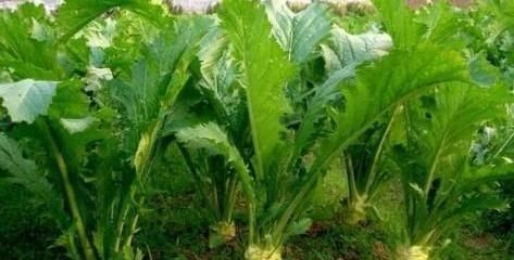 农村常见蔬菜，种子能制作芥末，却不知它还有很多其他作用
