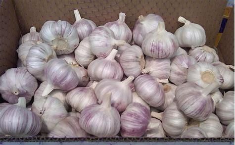 吃紫皮蒜有什么好处(吃紫皮糖蒜有哪些好处呢)图1