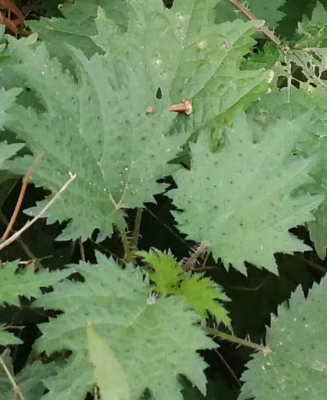 原来农村有一种植物叫荨麻(有一种植物叫荨麻)图2