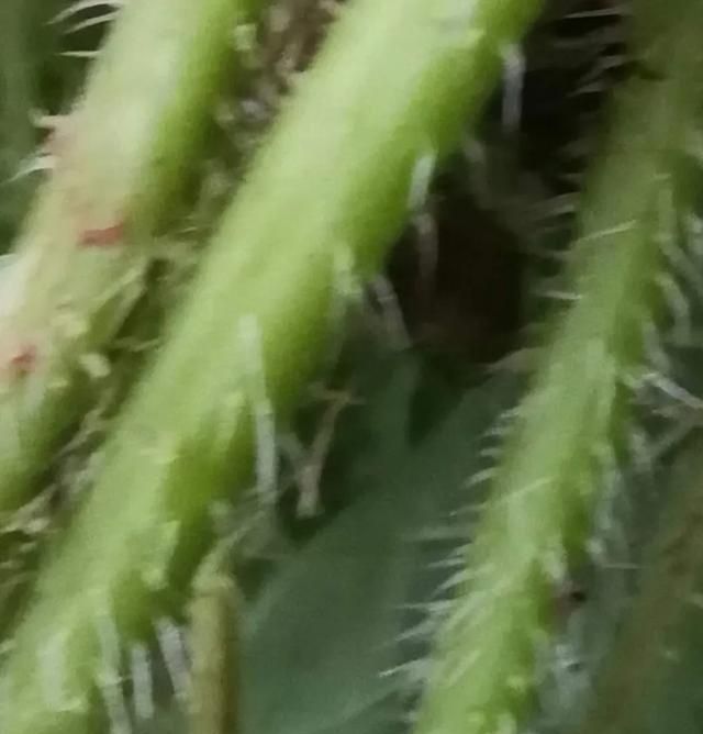 原来农村有一种植物叫荨麻(有一种植物叫荨麻)图3
