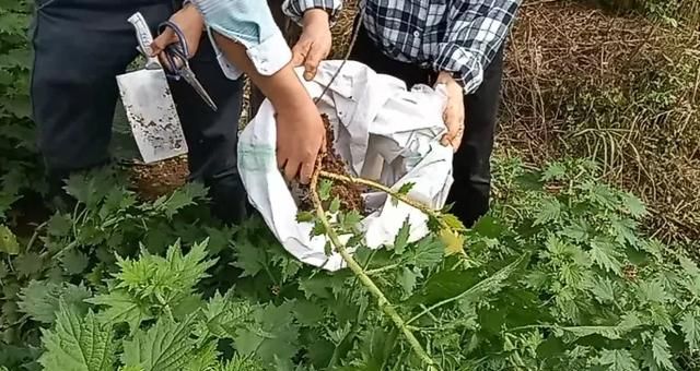 原来农村有一种植物叫荨麻(有一种植物叫荨麻)图5