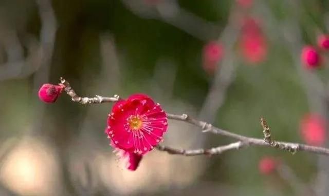 为什么梅花能在冬天开放