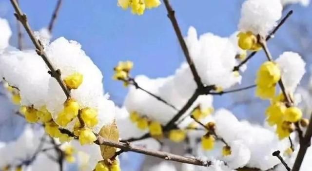 为什么梅花能在冬天开放