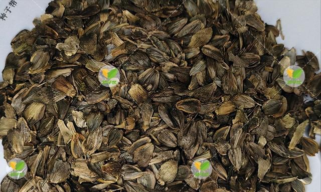 串叶松香草，人称“青饲料王”，种一次能收15年，自带松香味