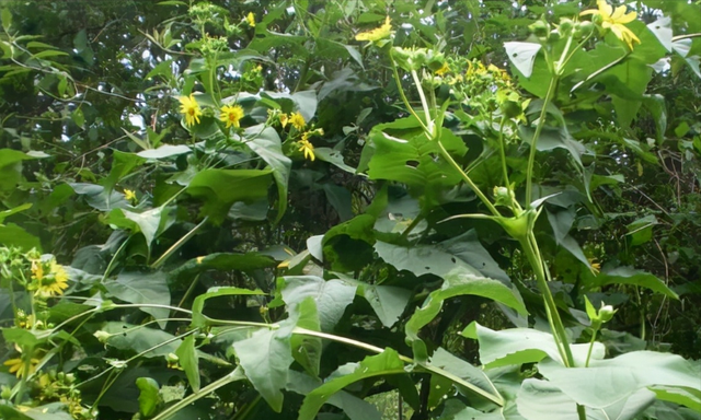 串叶松香草，人称“青饲料王”，种一次能收15年，自带松香味