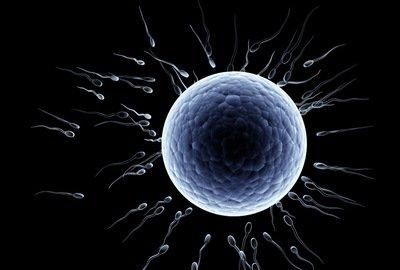 什么食物促进胚胎着床图1