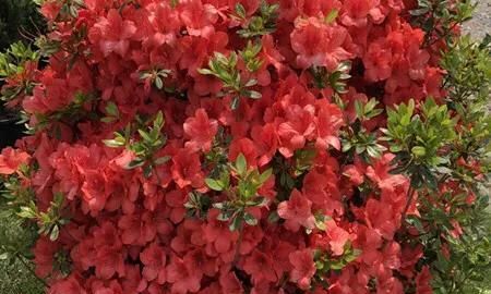 花卉防晒的方法(花卉防晒方法)图1