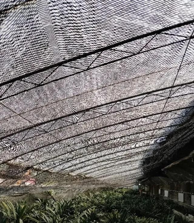 花卉防晒的方法(花卉防晒方法)图2