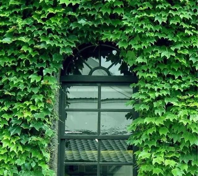 花卉防晒的方法(花卉防晒方法)图3