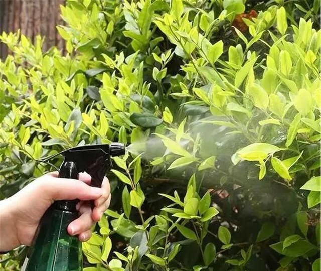 花卉防晒的方法(花卉防晒方法)图4