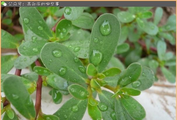 有点酸降脂降糖母猪菜