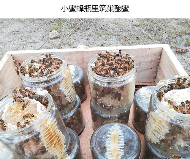 什么是蜂巢蜜？蜂巢蜜有哪些功效？