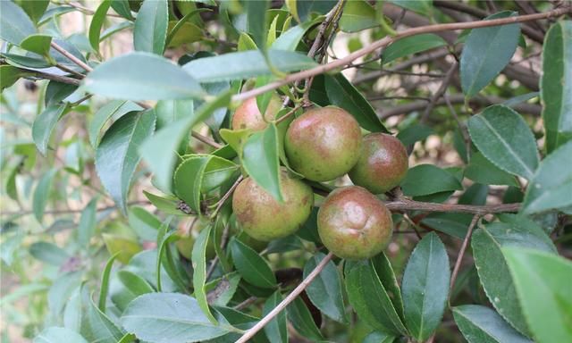 油茶籽油和茶油有什么区别(油茶籽油和茶油哪个好)图2